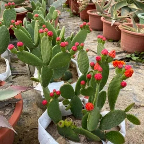 Cactus Potted Ground Planting Wild Red and Yellow Heart Flowering and Fruiting Edible Potted Cactus Grafted Succulent Potted Plant