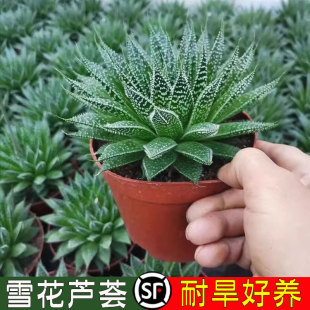Bolu Snowflake Aloe Succulent Plant Potted Indoor Living Room Office Green Plant Florals Easy to Grow Aloe Potted Florals