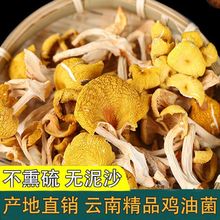 精选鸡油黄菌干货云南土特产黄金菇蘑菇菌菇包菌汤包黄丝菌煮汤