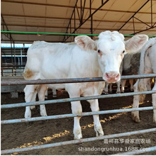 �����R��ţ�r�� ���T����ţ�Bֳ�������RС��ţ��ֳСĸţ