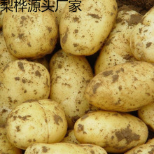土豆甘肃定西新鲜马铃薯59斤沙面粉糯黄皮黄心土豆高山农家自种