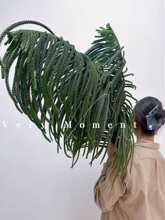 稀有小众野奢风氛围南洋杉大号枝条可干花感花艺插花花材道具