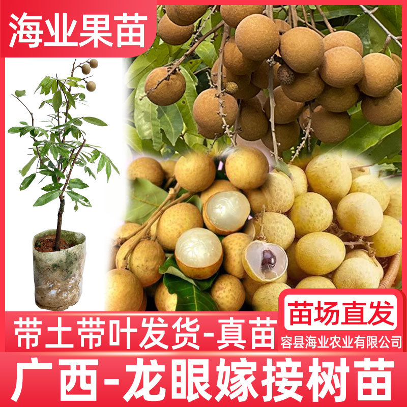 Longan tree seedlings grafted guiyuan seedlings early-maturing Shixia Chuliang four-season longan with fruit with soil southern fruit seedlings for garden courtyard