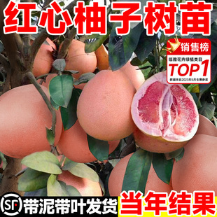 �t�����Ә����ĵ��V��ɳ������ͥԺ���������������ļ��ͺ��޽�