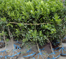 ɳ�ǽۘ�����������Ϸ������Nֲ���Ә���̽۹������޽�ɰ����