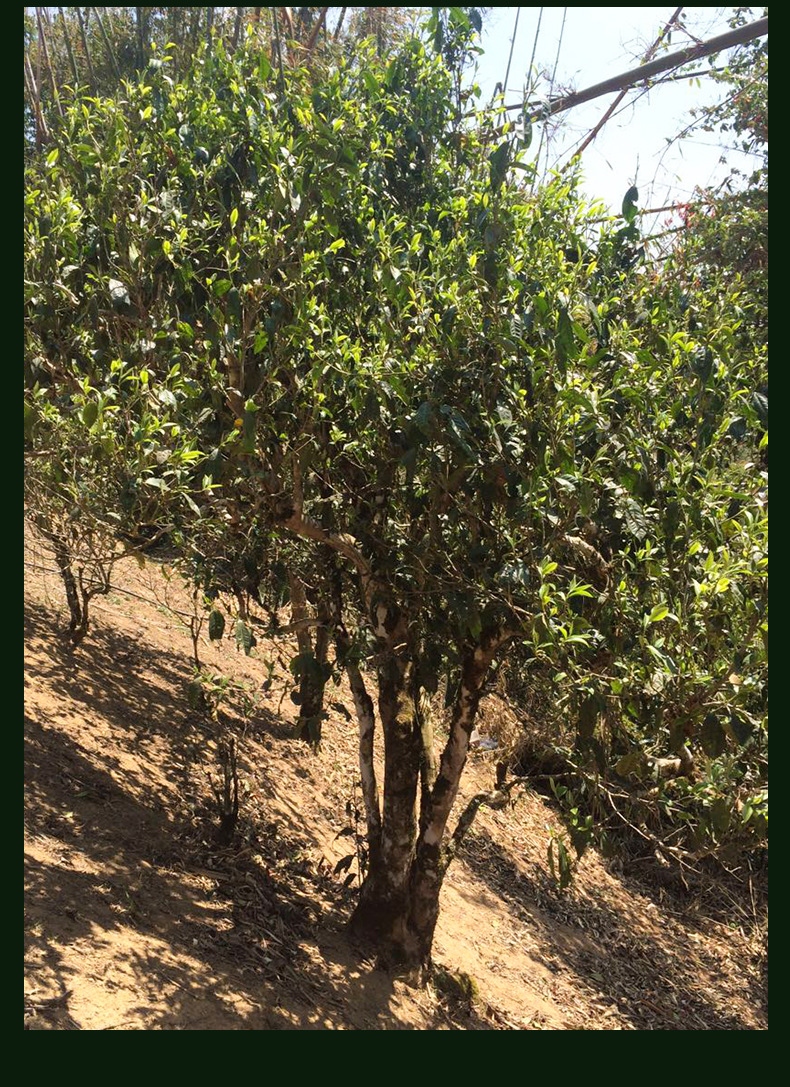 O1CN013GKAjH2JUFGjy1SqF_!!9241