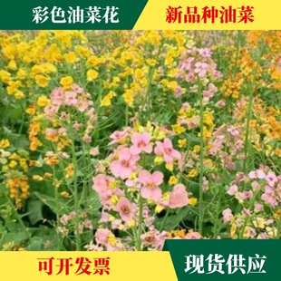 ���l��ɫ�Ͳ˻��N���߲��Ͳ����Sɫ�Ͳ�������ͥԺ���^����������