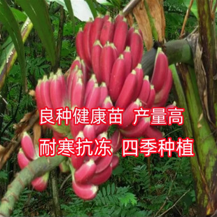 �㽶�����������˹B6�� �۽���ʵ۽����� �t�㽶�����˽�������