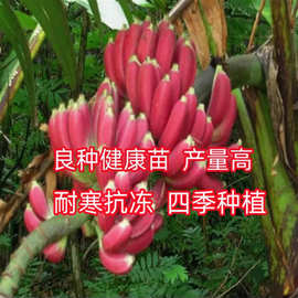 香蕉苗巴西蕉威廉斯B6蕉 粉蕉苗皇帝蕉树苗 红香蕉苗美人焦果树苗