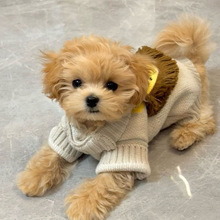 С�����·����ﴺ���̩�ϱ���ѩ�{��С����Ȯ�ﶬ�ɐ�С�{��ë��