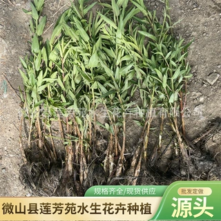 多年生千屈菜种苗批发 水生植物千屈菜厂家