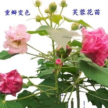 当年开花盆栽重瓣醉芙蓉花苗 木芙蓉 三醉芙蓉变色耐寒室内外绿化