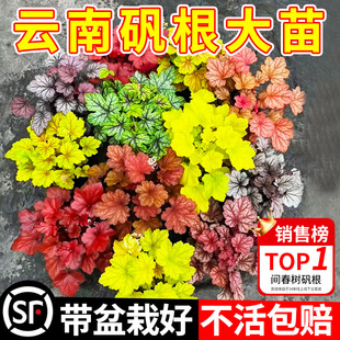 �\������������ϻ��Rֲ������ͺ�ͥԺ�G��ֲ���ļ����B�^�~���l