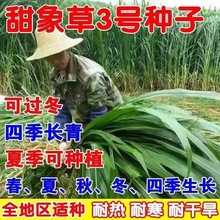 甜象草3号草结无毛大叶牧草种子四季常青冻不死畜牧猪牛羊鱼