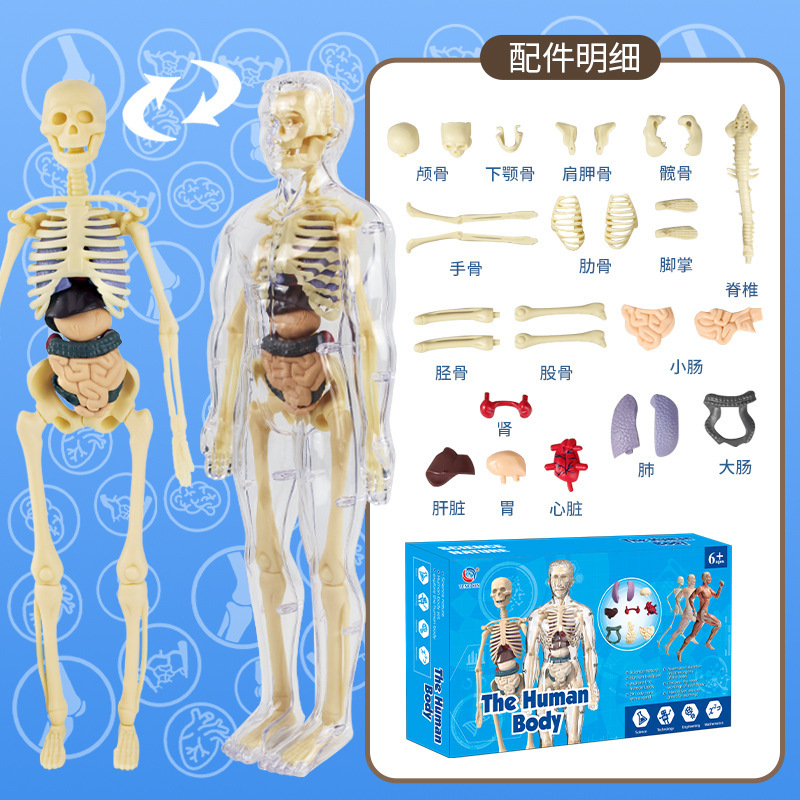 Transparent whole body bones (color box)