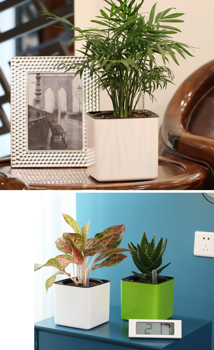 Plastic Flowerpot Automatic Water Feeding Scindapsus Aureus Bonsai