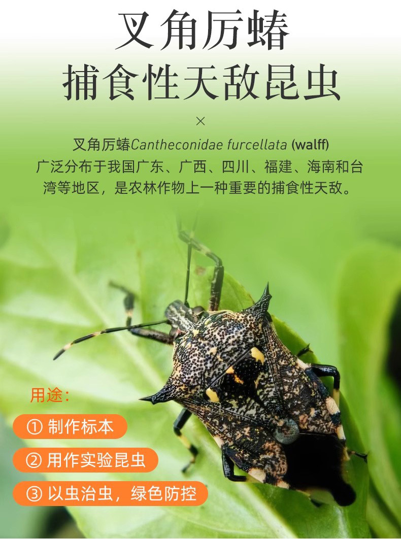 叉角厉蝽500.jpg