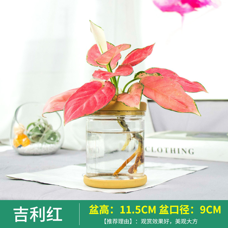 Plantas hidropónicas en maceta de flores de oficina de flores pequeñas plantas verdes en todas las estaciones, fácil de cultivar plantas en maceta de agua suculenta.