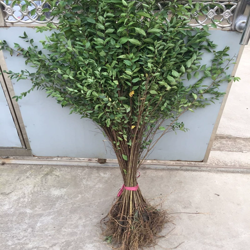 Саженцы вяза, саженцы вяза, белые вязы, саженцы для озеленения двора и забора, съедобные саженцы вяза в горшках