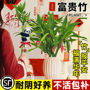 ���F��ˮ��ֲ���D�\���^����������������Gֲ�҃��k�����ļ�����