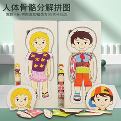 Science Enlightenment boy and girl multi-layer 3D puzzle human body structure organs skeleton cognitive preschool wooden toy