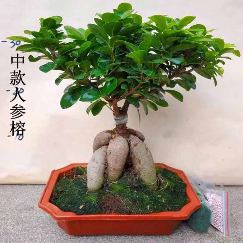 Panax banyan hojas banyan modelado bonsai interior planta de terraza en maceta plantación verde banyan viejo estaca fácil de cultivar cuatro estaciones