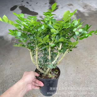 UֲԻϘ͝ǧþGֲļ_׻