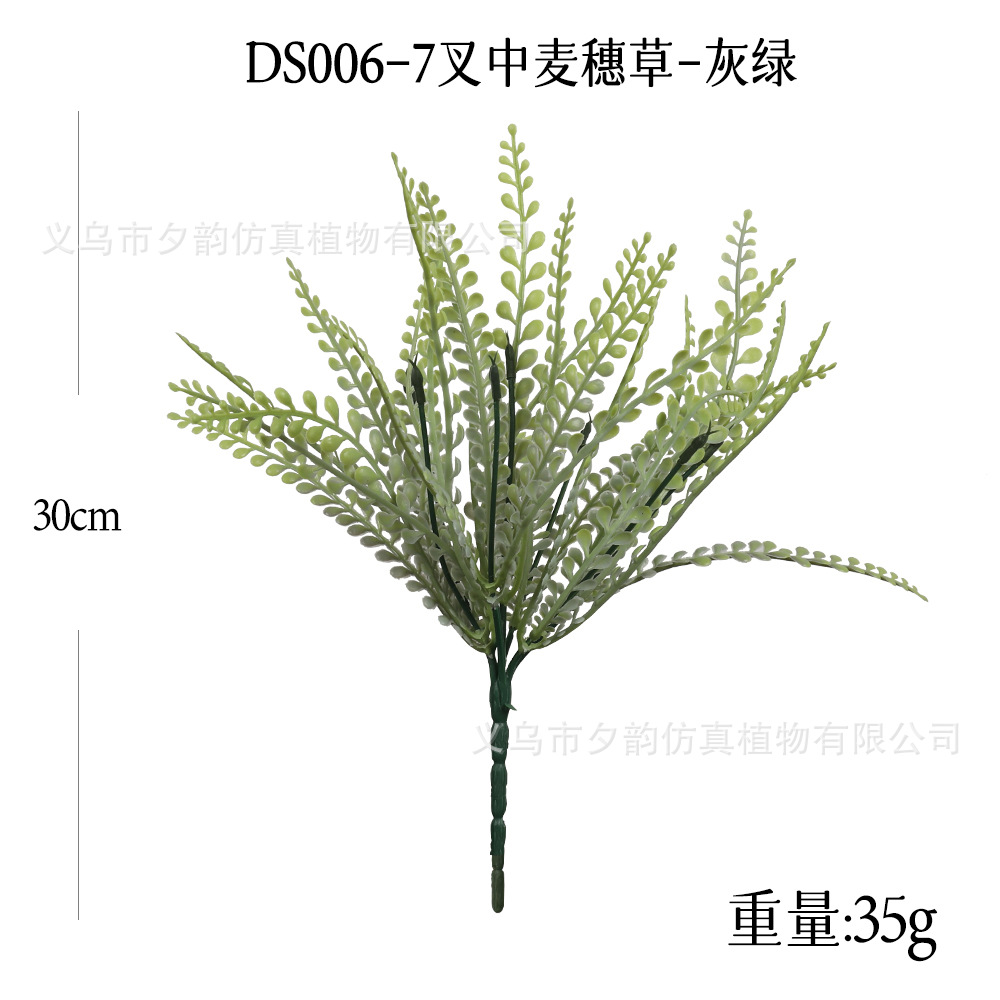 DS006-회색 녹색 7갈래 밀이삭풀