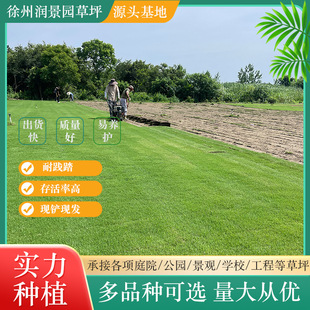With Mud Real Turf Manila Lawn Base Straight Hair Manila Grass Block Grass Roll Wholesale Green Turf