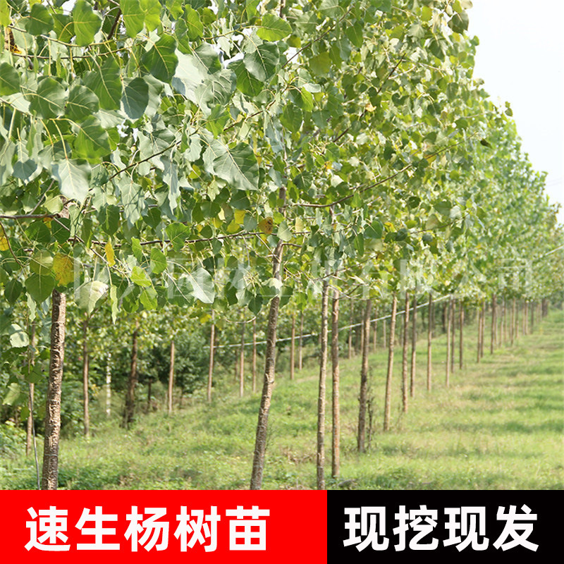 速生无絮杨树苗基地出售南北方耐寒绿化工程苗河堤植树造林白杨树