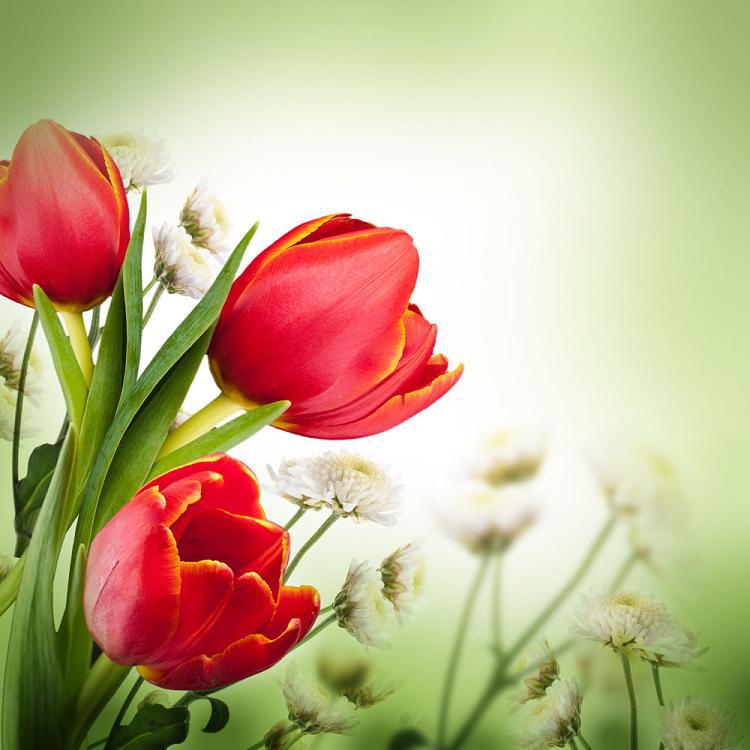 ��޹�²��㾫�����ӻ��㾫���������㾫���϶����㾫