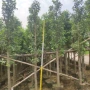 乐昌基地绿化910苗