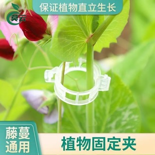 Plant Clip Binding Vine Clip Hami Melon Clip Tomato Cucumber Binding Branch Clip Supporting Vine Clip Vine Plastic Plant Fixing Clip