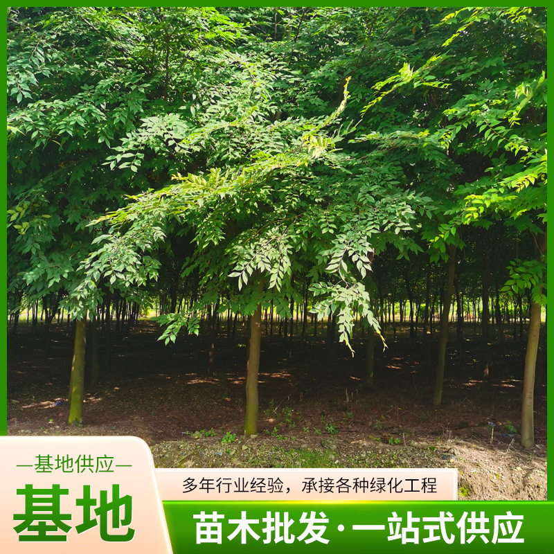 基地批发园林工程落叶乔木绿化苗木街道庭荫风景红榉树苗榉树树苗