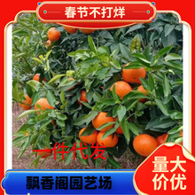 ���¼t���˸�����o���ָ̳����紺Ҋ���θ���ɰ���������۽ۘ���