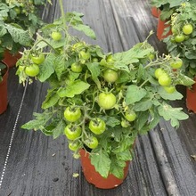 ǧ�������}Ů��С���������Ԏ������t����ˮ�������ʳ���ֲ̨��