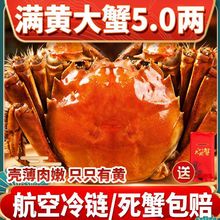 满黄鲜活全母大闸蟹螃蟹阳澄湖镇发特大5.0两现货海鲜礼盒装16只