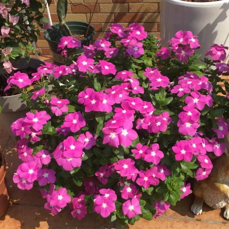Catharanthus roseus семена посева в день и весну Four Seasons цветение легко жить двор горшечные цветы в помещении и на улице пятилепестковая слива