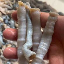 【顺丰包邮】福建东山岛沙虫新鲜活冻沙虫鲜活沙蚕去肚去沙海肠子