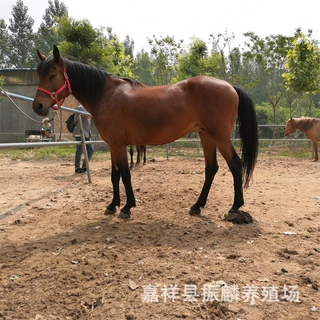 马匹养殖场骑乘马价格蒙古马伊犁马阿拉伯马多少钱一匹