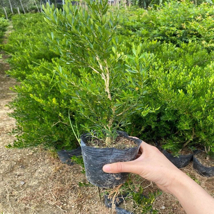 广东雀舌皱皮黄杨苗正宗小叶黄杨1名贵盆景老桩雀舌黄庭院杨苗