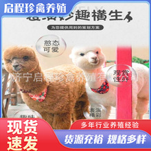 观赏羊驼 出租羊驼 特种养殖羊驼 骆驼 羊驼租赁 出售