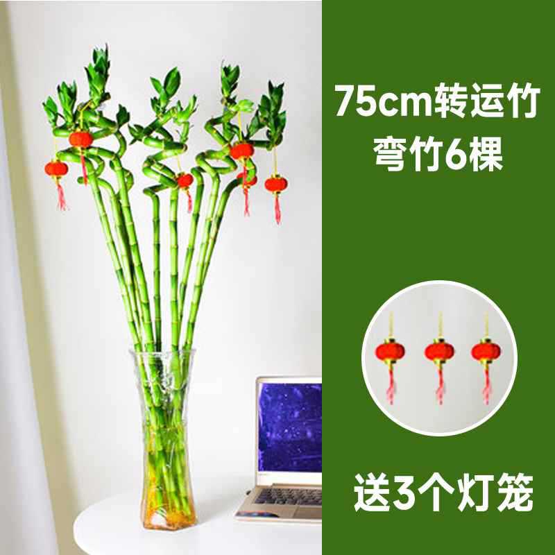 75cm 이동 대나무 곡선 대나무 6개 + 랜턴 3개