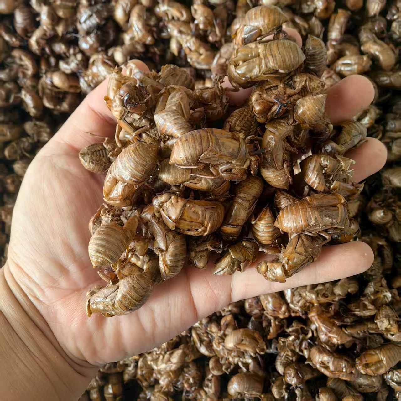 Cicada Slough Chan Tui 蝉蜕 Dried Whole Herb Water Washed Sulfur Free 500g key features
