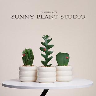 Mini Desktop Succulent Potted Plants, Cute and Healing Green Plants, Easy to Grow in the Office, Cactus Fish Bones and Arrowheads, Creative Ideas