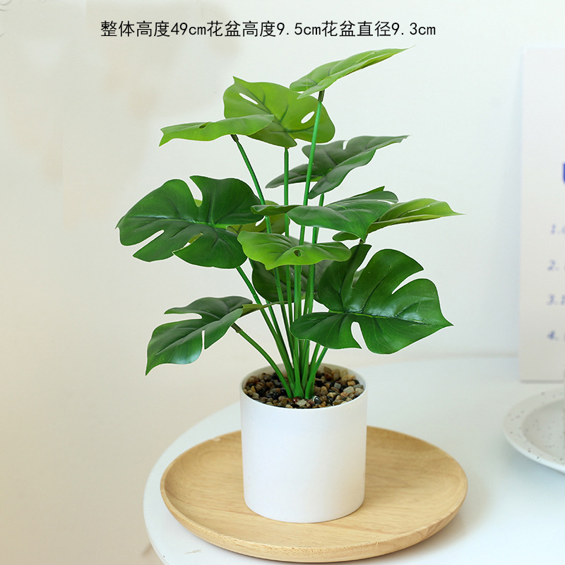 Amarillo pálido 22515 maceta verde ☆