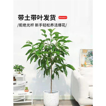 白兰黄兰盆栽兰花带花苞浓香型花卉植物室内庭院四季开花好养易活