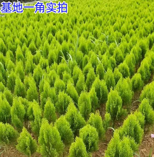 Dropshipping of Cypress Seedlings, Chinese Cypress Seedlings, Chinese Cypress Seedlings, Side Cypress Seedlings, Flat Cypress Seedlings, Golden Cypress Seedlings, Ground Cypress Seedlings, Sand Cypress Seedlings
