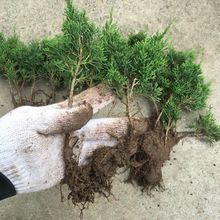 真柏小苗日本济州真柏原生苗成品大苗系鱼川小苗制作盆景素材