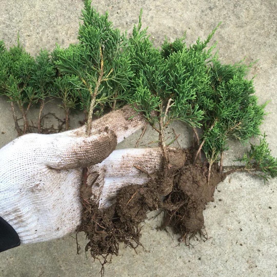 真柏小苗日本济州真柏原生苗成品大苗系鱼川小苗制作盆景素材